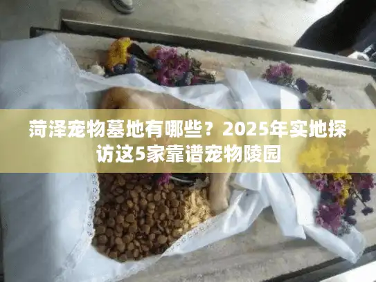 菏泽宠物墓地有哪些？2025年实地探访这5家靠谱宠物陵园