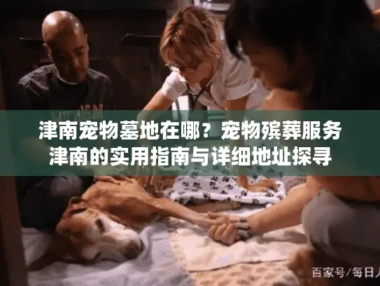 津南宠物墓地在哪？宠物殡葬服务津南的实用指南与详细地址探寻