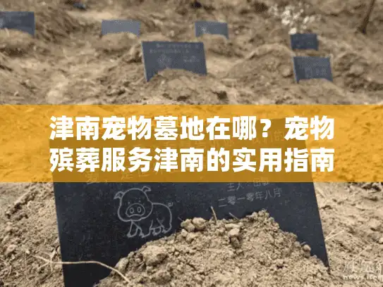 津南宠物墓地在哪？宠物殡葬服务津南的实用指南与详细地址探寻