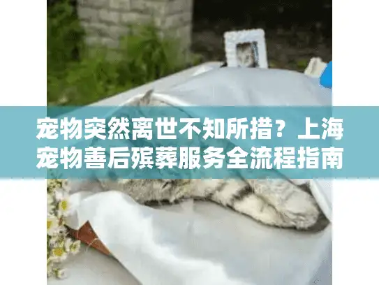 宠物突然离世不知所措？上海宠物善后殡葬服务全流程指南