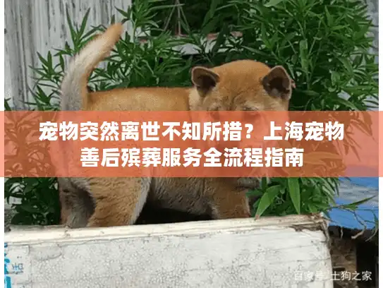 宠物突然离世不知所措？上海宠物善后殡葬服务全流程指南