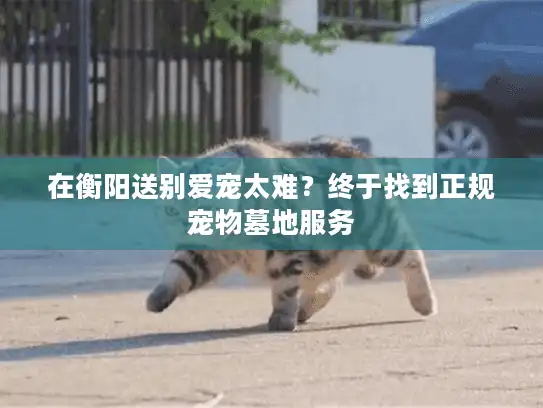在衡阳送别爱宠太难？终于找到正规宠物墓地服务