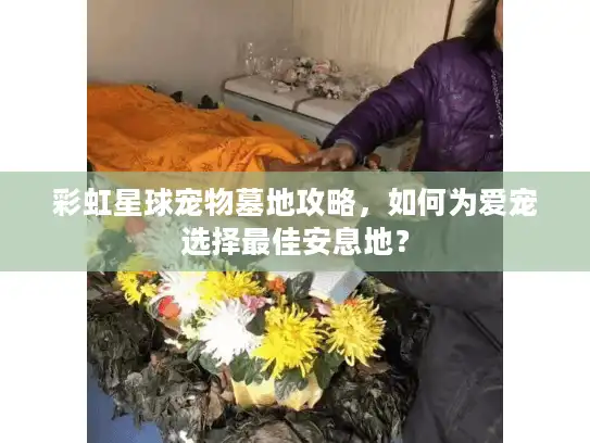 彩虹星球宠物墓地攻略，如何为爱宠选择最佳安息地？