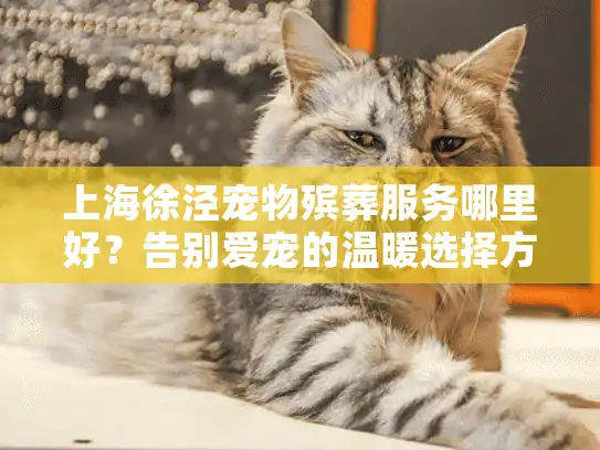 上海徐泾宠物殡葬服务哪里好？告别爱宠的温暖选择方案
