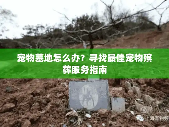 宠物墓地怎么办？寻找最佳宠物殡葬服务指南