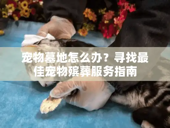宠物墓地怎么办？寻找最佳宠物殡葬服务指南