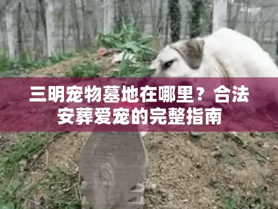 三明宠物墓地在哪里？合法安葬爱宠的完整指南
