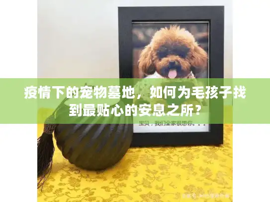 疫情下的宠物墓地，如何为毛孩子找到最贴心的安息之所？