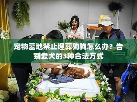 宠物墓地禁止埋葬狗狗怎么办？告别爱犬的3种合法方式