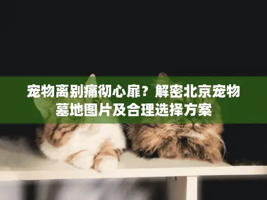 宠物离别痛彻心扉？解密北京宠物墓地图片及合理选择方案