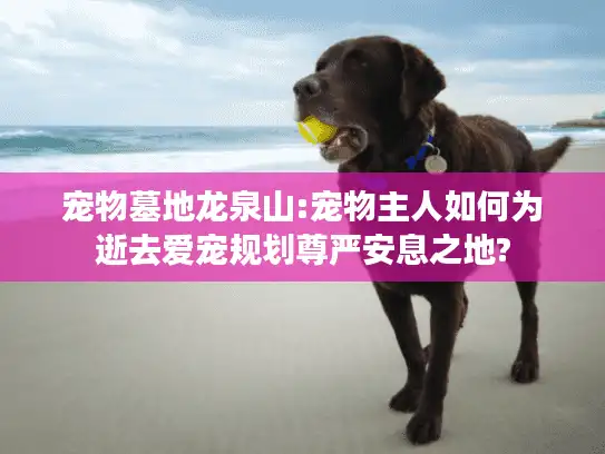 宠物墓地龙泉山:宠物主人如何为逝去爱宠规划尊严安息之地?