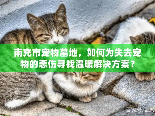 南充市宠物墓地，如何为失去宠物的悲伤寻找温暖解决方案？