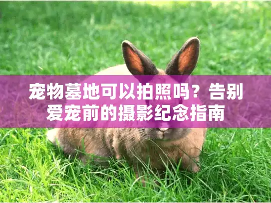 宠物墓地可以拍照吗？告别爱宠前的摄影纪念指南
