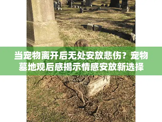 当宠物离开后无处安放悲伤？宠物墓地观后感揭示情感安放新选择