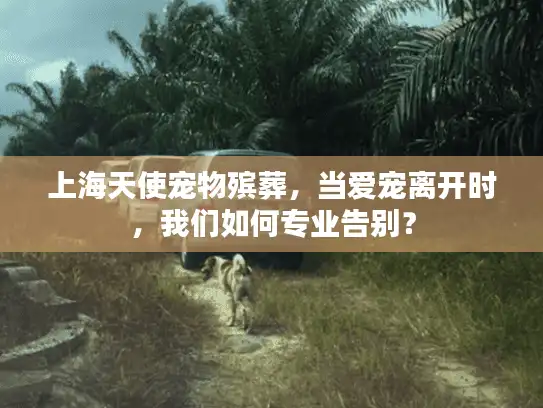 上海天使宠物殡葬，当爱宠离开时，我们如何专业告别？