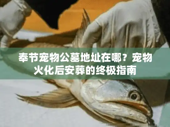 奉节宠物公墓地址在哪？宠物火化后安葬的终极指南