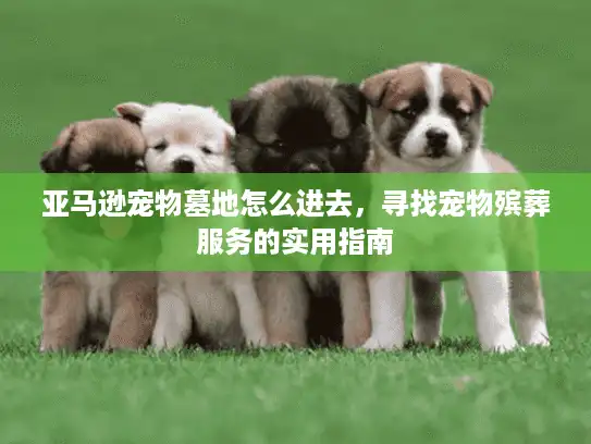 亚马逊宠物墓地怎么进去，寻找宠物殡葬服务的实用指南