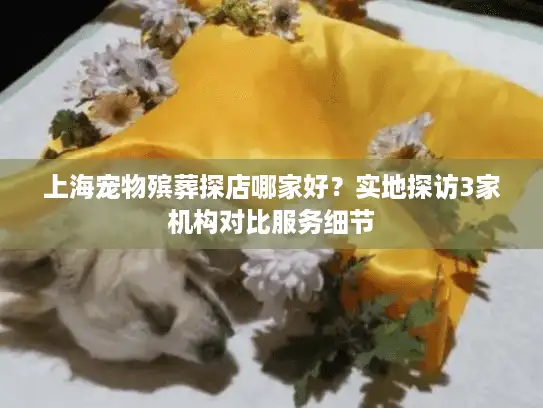 上海宠物殡葬探店哪家好？实地探访3家机构对比服务细节