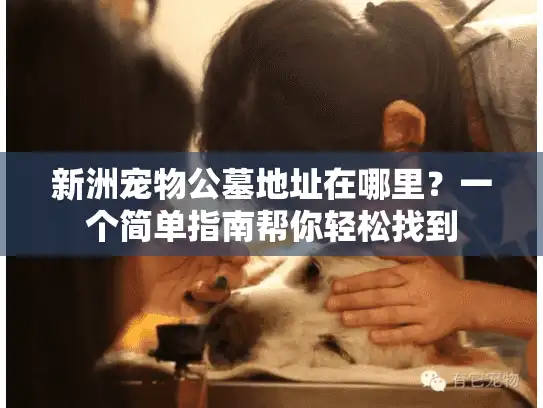 新洲宠物公墓地址在哪里？一个简单指南帮你轻松找到