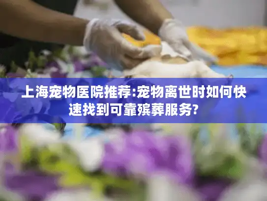 上海宠物医院推荐:宠物离世时如何快速找到可靠殡葬服务?