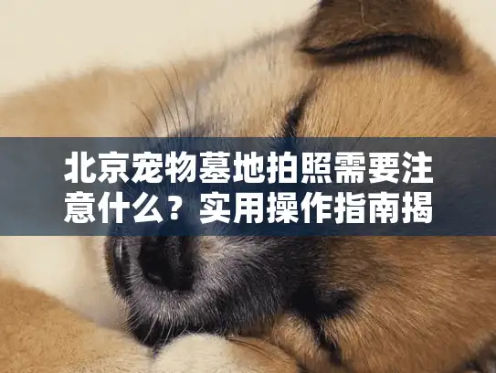 北京宠物墓地拍照需要注意什么？实用操作指南揭秘