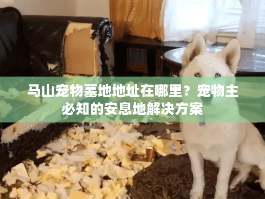 马山宠物墓地地址在哪里？宠物主必知的安息地解决方案