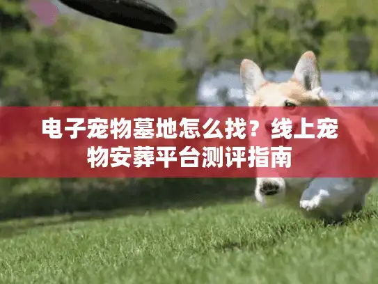 电子宠物墓地怎么找？线上宠物安葬平台测评指南