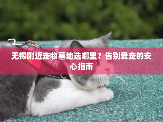 无锡附近宠物墓地选哪里？告别爱宠的安心指南