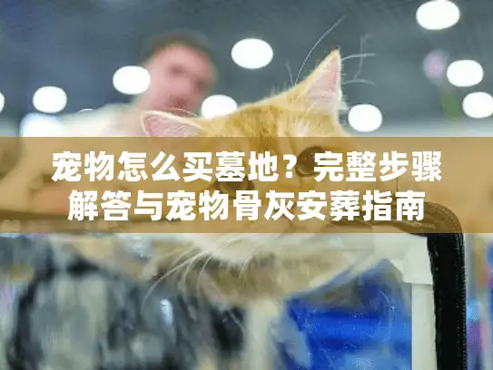 宠物怎么买墓地？完整步骤解答与宠物骨灰安葬指南