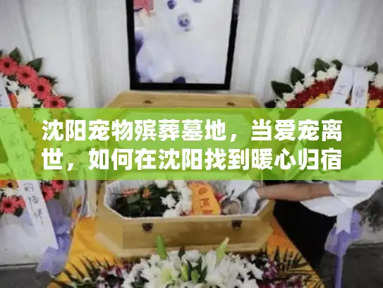 沈阳宠物殡葬墓地，当爱宠离世，如何在沈阳找到暖心归宿？