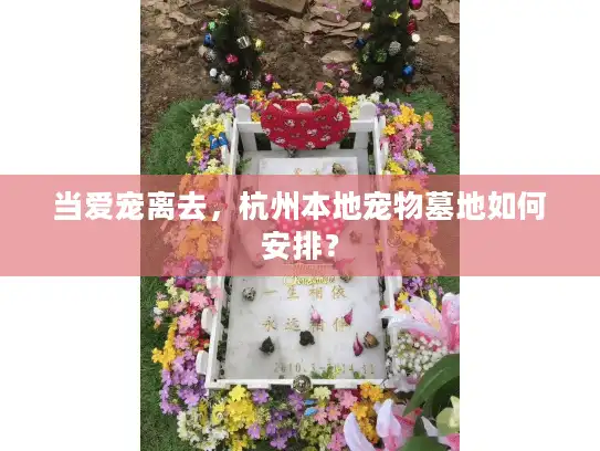 当爱宠离去，杭州本地宠物墓地如何安排？