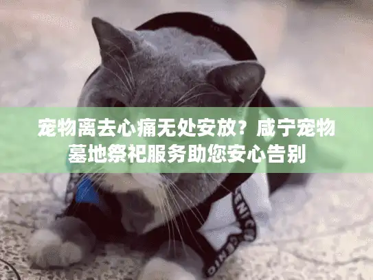 宠物离去心痛无处安放？咸宁宠物墓地祭祀服务助您安心告别