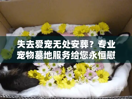 失去爱宠无处安葬？专业宠物墓地服务给您永恒慰藉