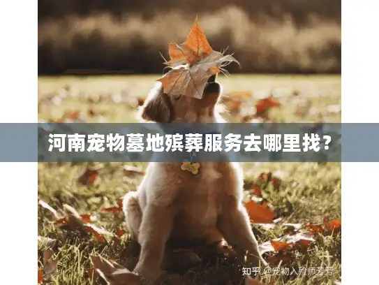 河南宠物墓地殡葬服务去哪里找？