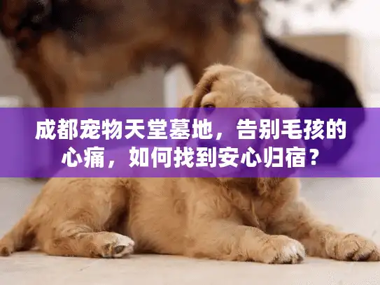 成都宠物天堂墓地，告别毛孩的心痛，如何找到安心归宿？