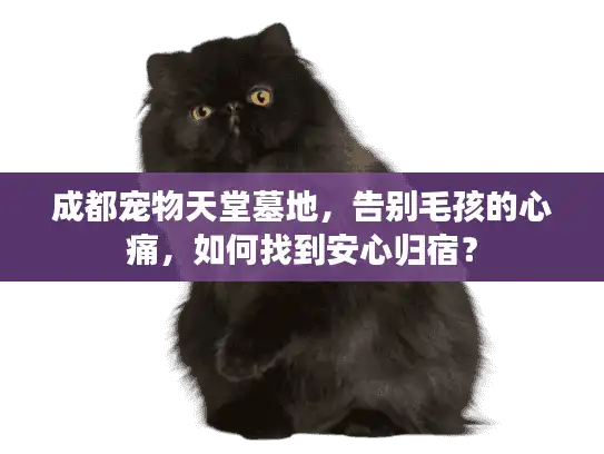 成都宠物天堂墓地，告别毛孩的心痛，如何找到安心归宿？
