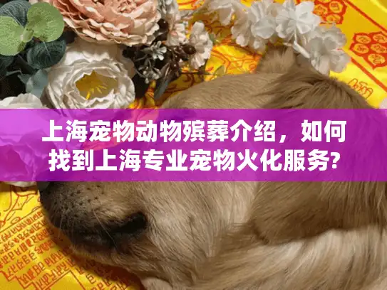 上海宠物动物殡葬介绍，如何找到上海专业宠物火化服务?