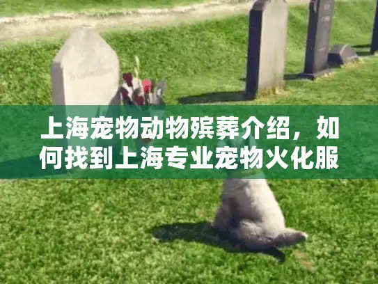 上海宠物动物殡葬介绍，如何找到上海专业宠物火化服务?