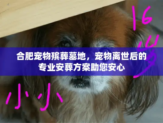 合肥宠物殡葬墓地，宠物离世后的专业安葬方案助您安心