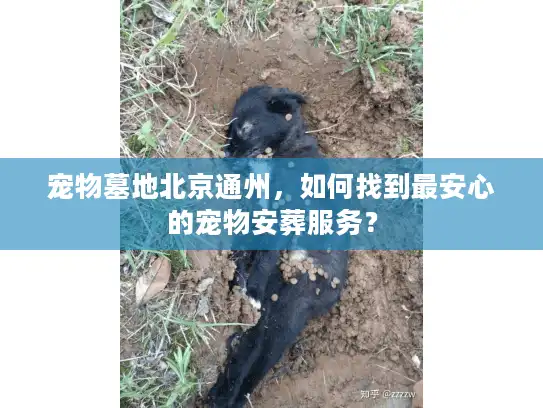 宠物墓地北京通州，如何找到最安心的宠物安葬服务？