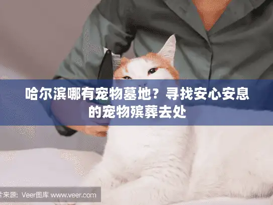 哈尔滨哪有宠物墓地？寻找安心安息的宠物殡葬去处