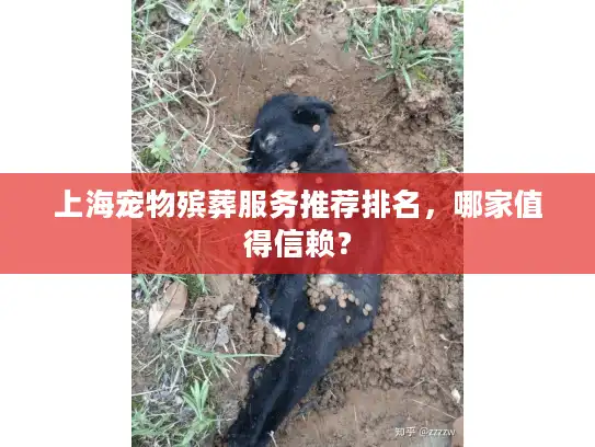 上海宠物殡葬服务推荐排名，哪家值得信赖？