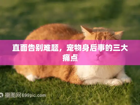 直面告别难题，宠物身后事的三大痛点