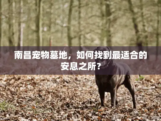 南昌宠物墓地，如何找到最适合的安息之所？