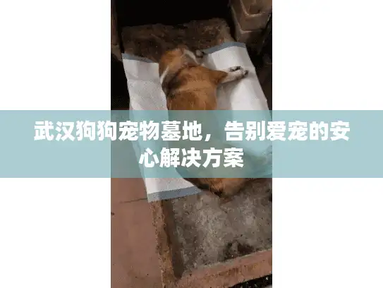 武汉狗狗宠物墓地，告别爱宠的安心解决方案