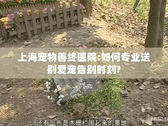 上海宠物善终医院:如何专业送别爱宠告别时刻?