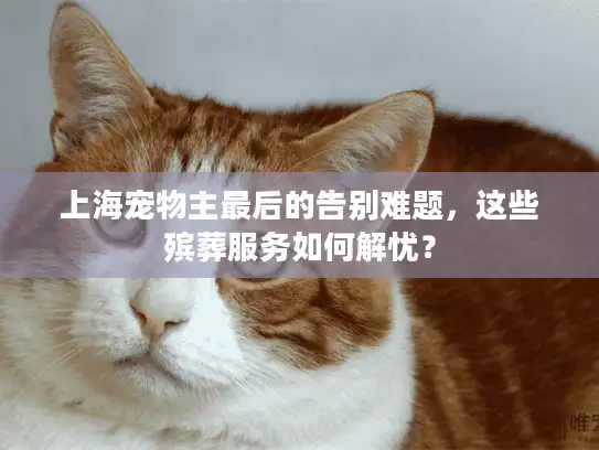 上海宠物主最后的告别难题，这些殡葬服务如何解忧？