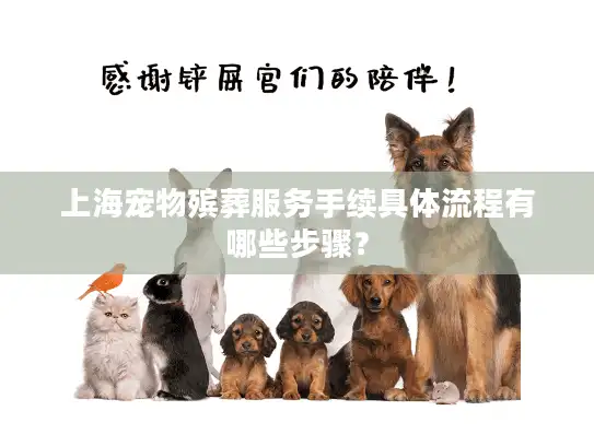 上海宠物殡葬服务手续具体流程有哪些步骤？