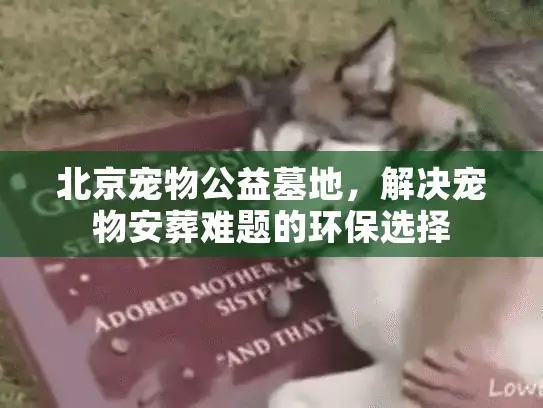 北京宠物公益墓地，解决宠物安葬难题的环保选择