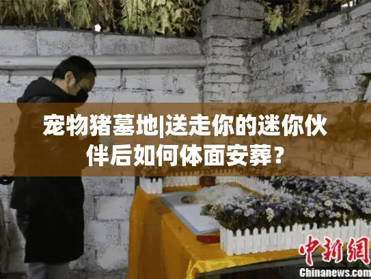 宠物猪墓地|送走你的迷你伙伴后如何体面安葬？